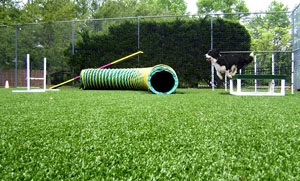 Synthetic Turf Solutions For Pet Areas