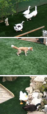 Pet Turf Applications